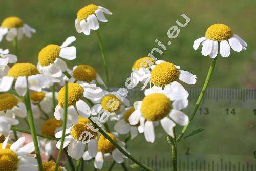 Pyrethrum parthenium (L.) Sm. (Chrysanthemum parthenium (L.) Berth., Tanacetum parthenium (L.) Schlutz-Bip.)