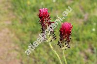 Trifolium incarnatum L.