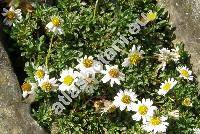 Erigeron scopulinus Nes. et Roth