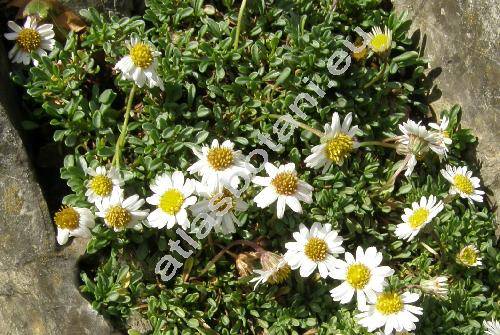 Erigeron scopulinus Nes. et Roth