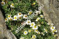 Erigeron scopulinus Nes. et Roth