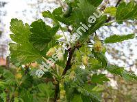 Ribes uva-crispa L. (Grossularia uva-crispa (L.) Mill., Grossularia reclinata)