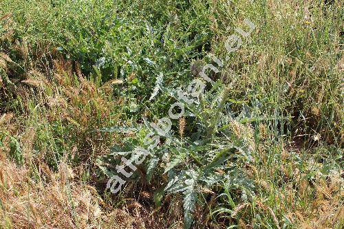 Cynara cardunculus (Cynara cardunculus L.)