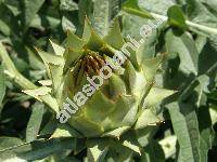 Cynara cardunculus (Cynara cardunculus L.)