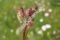 Sanguisorba officinalis L. (Sanguisorba major Gilib., Sanguisorba montana Jord., Poterium officinale (L.) Gray, Poterium officinale (L.) Forb. et Hemsl.)