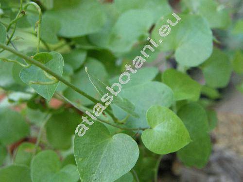 Dioscorea elephantipes Engl. (Dioscorea montana (Burch.) Spreng., Tamus elephantipes LHr., Testudinaria elephantipes (LHr.) Burch.)