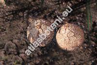 Dioscorea elephantipes Engl. (Dioscorea montana (Burch.) Spreng., Tamus elephantipes LHr., Testudinaria elephantipes (LHr.) Burch.)