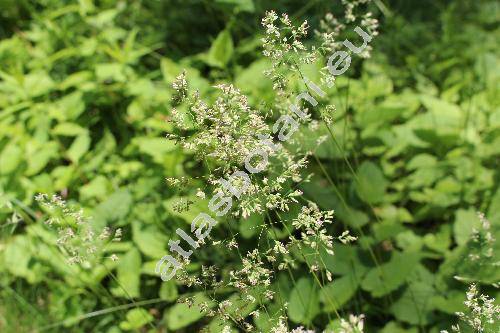 Poa trivialis L.