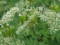 Myrrhis odorata (L.) Scop. (Scandix odorata L., Chaerophyllum odoratum (L.) Crantz, Selinum myrrhis Krause)