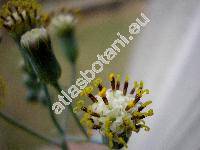 Senecio articulatus (Senecio articulatus (L. f.) Sch., Kleinia articulata (L. f.) Haw., Curio articulatus (L. f.) Heath, Baculellum articulatum (L. f.) Ozer. et Tim.)