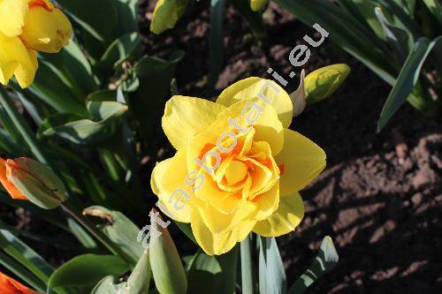 Narcissus 'Ascot'