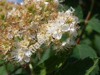 Sorbus domestica L. (Mespilus domestica (L.) All., Pyrus sorbus Gaertn.)