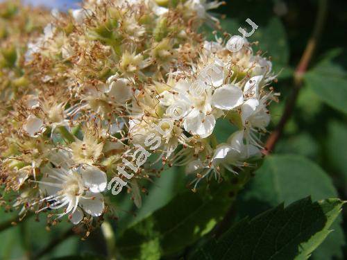 Sorbus domestica L. (Mespilus domestica (L.) All., Pyrus sorbus Gaertn.)