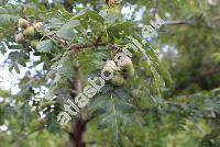 Sorbus domestica L. (Mespilus domestica (L.) All., Pyrus sorbus Gaertn.)