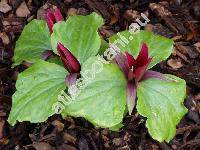 Trillium sessile L. (Trillium chloropetalum Howell)