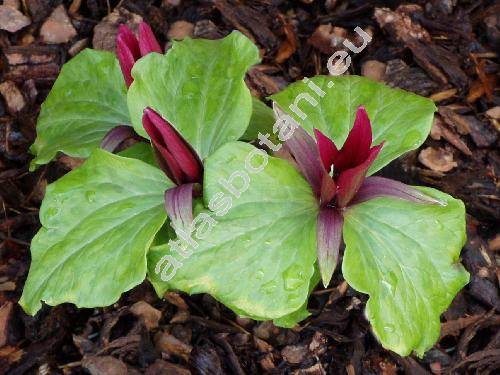 Trillium sessile L. (Trillium chloropetalum Howell)