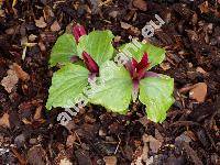 Trillium sessile L. (Trillium chloropetalum Howell)