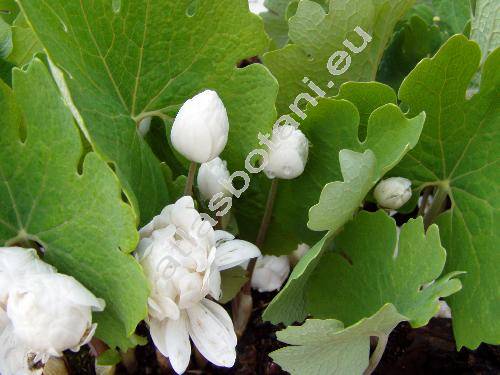 Sanguinaria canadensis f. multiplex (Wils.) Weath.