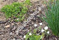 Sanguinaria canadensis f. multiplex (Wils.) Weath.