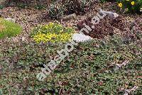 Draba bruniifolia Stev. (Draba olympica hort. non Sibth)