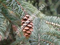 Picea glauca (Moench) Voss (Pinus glauca Moench, Picea albertiana Brown, Picea canadensis (Michx.) Link.)