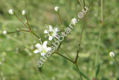 Gypsophila paniculata L.