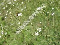 Gypsophila paniculata L.