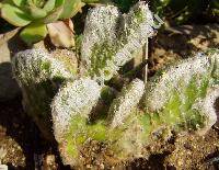 Austrocylindropuntia floccosa (Salm-Dyck ex Wirt.) Ritt. (Tephrocactus floccosus (Salm-Dyck) Back., Opuntia)