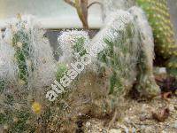 Austrocylindropuntia floccosa (Salm-Dyck ex Wirt.) Ritt. (Tephrocactus floccosus (Salm-Dyck) Back., Opuntia)