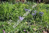 Hyacinthoides hispanica 'Blue Queen' (Scilla hispanica Mill., Endymion hispanicus, Hyacinthus hispanica, Scilla campanulata)