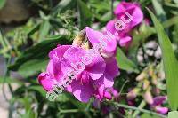 Lathyrus sylvestris L. (Lathyrus silvestris L.)