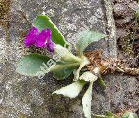 Primula latifolia Lapeyr.