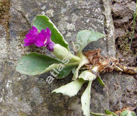 Primula latifolia Lapeyr.