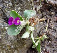 Primula latifolia Lapeyr.