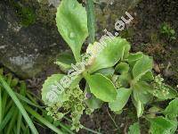 Primula latifolia Lapeyr.