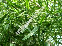 Asparagus falcatus L. (Asparagus tenuifolius Hook., Protasparagus)