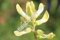 Astragalus glycyphyllos L. (Hedyphylla vulgaris Stev.)