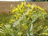 Senecio ovatus Willd. (Senecio ovatus Gaertn., Mey. et Scherb., Jacobaea ovata Gaertn., Mey. et Scherb.-unresolved, Senecio fuchsii Gmel.)