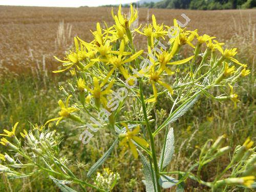 Senecio ovatus Willd. (Senecio ovatus Gaertn., Mey. et Scherb., Jacobaea ovata Gaertn., Mey. et Scherb.-unresolved, Senecio fuchsii Gmel.)