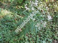 Senecio ovatus Willd. (Senecio ovatus Gaertn., Mey. et Scherb., Jacobaea ovata Gaertn., Mey. et Scherb.-unresolved, Senecio fuchsii Gmel.)