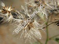 Senecio ovatus Willd. (Senecio ovatus Gaertn., Mey. et Scherb., Jacobaea ovata Gaertn., Mey. et Scherb.-unresolved, Senecio fuchsii Gmel.)