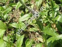 Pseudolysimachion orchideum  (Crantz) Wraber (Veronica orchidea Crantz, Pseudolysimachion cristatum (Bernh.) Opiz, Veronica spicata subsp. orchidea (Crantz) Hayek)