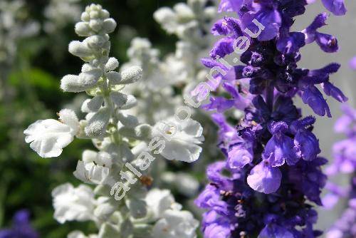 Salvia farinacea (Salvia farinacea Benth.)