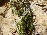 Artemisia campestris L. (Oligosporus campestris (L.) Cass.)