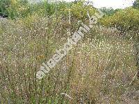 Artemisia campestris L. (Oligosporus campestris (L.) Cass.)