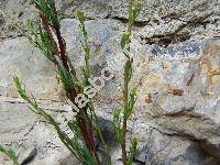 Artemisia campestris L. (Oligosporus campestris (L.) Cass.)