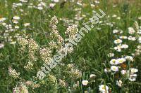 Dactylis glomerata L. (Bromus glomerata L., Festuca glomerata L., Phalaris glomerata (L.))