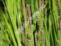 Carex nigra (L.) Reich.