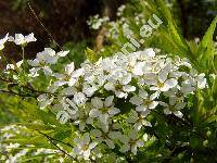 Spiraea x arguta Zab. (Spiraea multiflora Zabel x Spiraea thunbergii Blume)