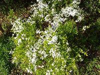 Spiraea x arguta Zab. (Spiraea multiflora Zabel x Spiraea thunbergii Blume)